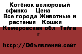 Котёнок велюровый сфинкс. › Цена ­ 15 000 - Все города Животные и растения » Кошки   . Кемеровская обл.,Тайга г.